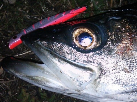 u4c2tm5u5xy3omwiai6z_480_480-323ddab1.jpg
