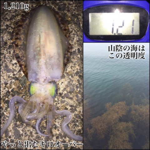 u4d4gbsdd97z4jzu39wt_480_480-f7bc1502.jpg