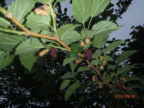 u4ewgbud5gojojr9ayc4_480_480-c990b2ec.jpg
