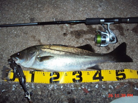 u4jnbem697pgwjptfn98_480_480-fd01cb47.jpg