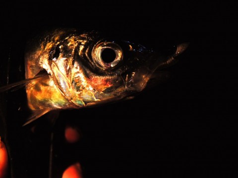 u5c2ra7j97at6zv6e762_480_480-e129e193.jpg
