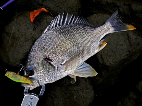 u5kijakrfg9dwi9yspkg_480_480-d31f1626.jpg