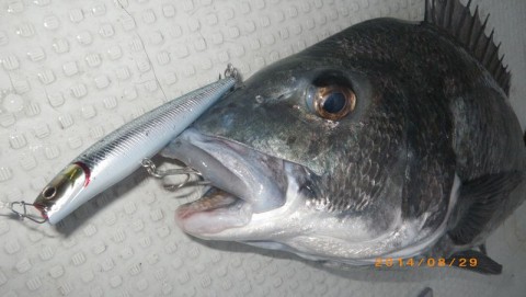 u5sxamku7b6h5oxvoze3_480_480-827399f6.jpg