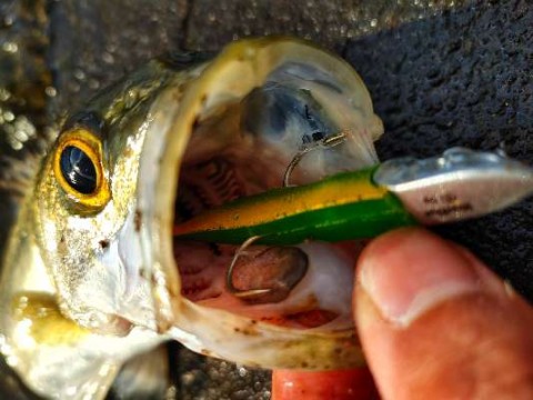 u5zy6v62gzbhbr3ushi7_480_480-ab291ba3.jpg