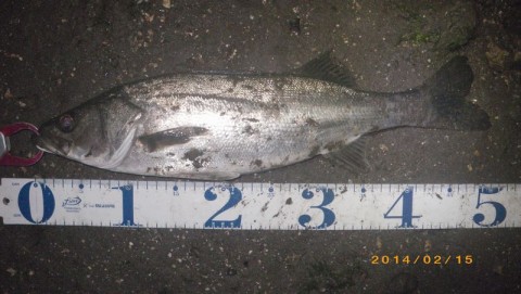 u62uya8ignvmmag89ojg_480_480-69cc66c9.jpg
