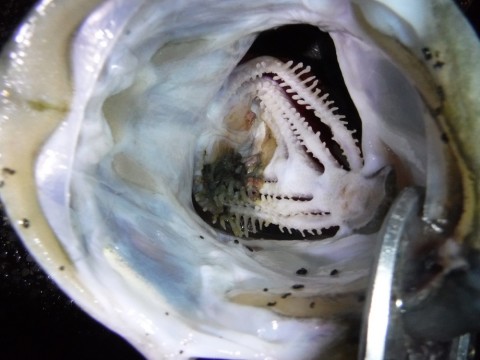 u637x3p34fp3gcuioajy_920_690-169b04c9.jpg