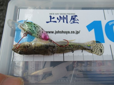 u674fbyew27wkvyh4g2w_480_480-e50fbf18.jpg