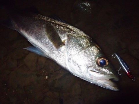 u7hsavm5fzwbai2kcu67_480_480-0c08349c.jpg
