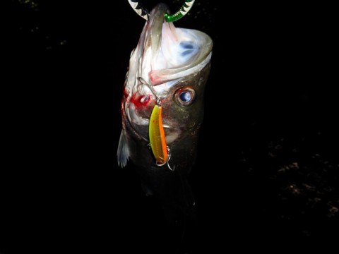 u8chd25p6kpiiwo4dgnf_480_480-5df586c4.jpg