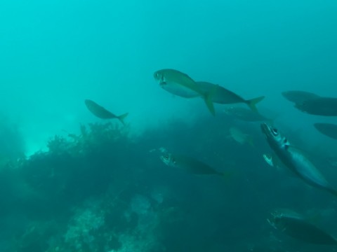 u98tsnom3897arfkrk95_480_480-9c652c39.jpg