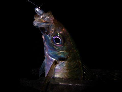 u9kcx82ffsg8jnoizg39_480_480-29fa518f.jpg