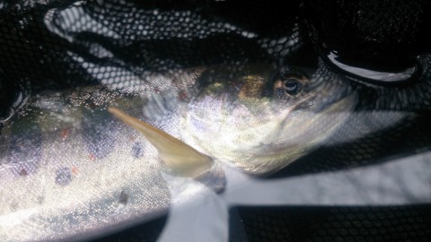 u9n278uyibp5cs9aaiii_480_480-6ffa7266.jpg