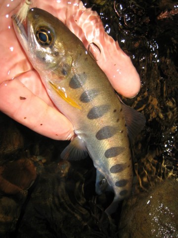 u9ynzohobovgpznscce4_480_480-728cbfe7.jpg