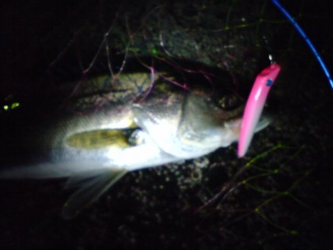 uWHyFp64dC8mm5XCUz2v_480_480-17474ea9.jpg