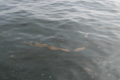 ua2nstvybakw2fvxf8bb_480_480-14e71721.jpg