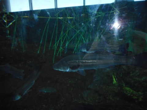 ua3374btvmw8m55onkk6_480_480-2af6c99b.jpg