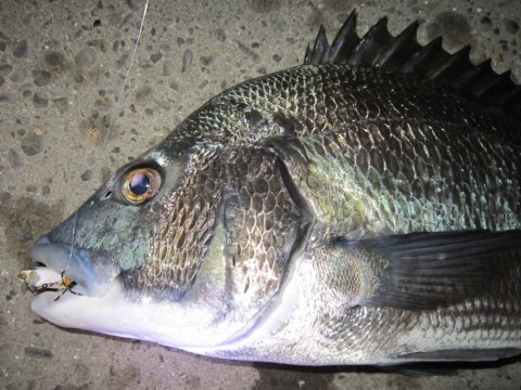 ua4avc8ooyeatux8ej7e_480_480-8b42c98d.jpg