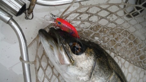 uacmodion9chs9tzvjpb_920_518-7d4ccda8.jpg