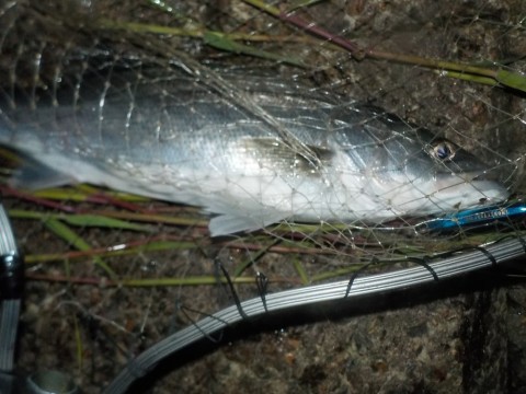 uaiuch8rbk3983gyabkv_480_480-d19ccd93.jpg