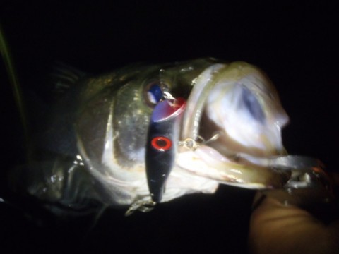 uatzp4ge7xxfbjipfykg_480_480-80983b60.jpg