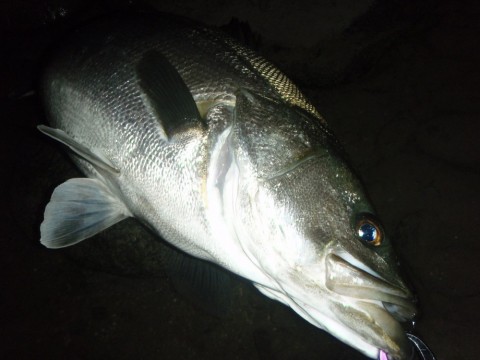 uax92xda56dmkgm4pfhs_480_480-26682d25.jpg
