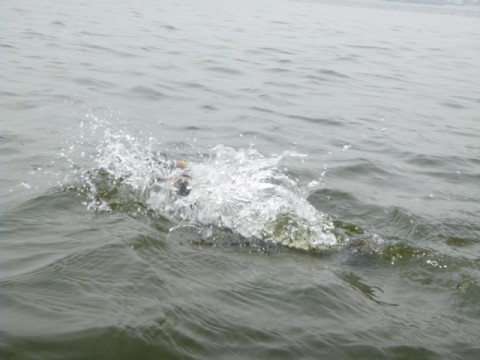 uayfefou76ikeo5hoa6b_480_480-d8165a30.jpg