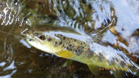 ub7oesfdbeenzck7naff_480_480-b4627517.jpg
