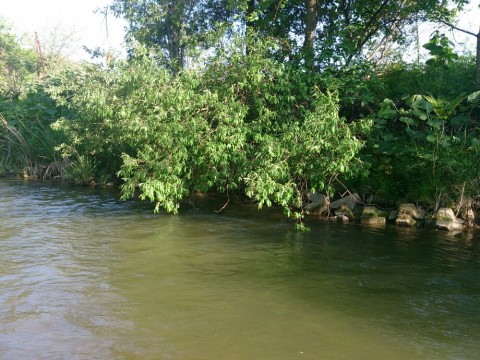 ubaffg2fsdvvcoavm8fr_920_690-74c59b22.jpg
