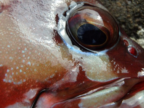 ubiykdfdbmk8ag6c62t8_480_480-68209424.jpg