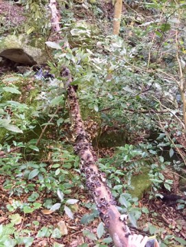 ubsvri3btw3wx43tbibp_361_480-7170cdd7.jpg