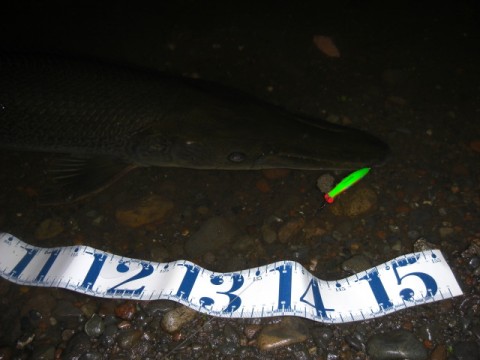 ubw3kxxgiwtmgh8canrc_480_480-e7c27100.jpg