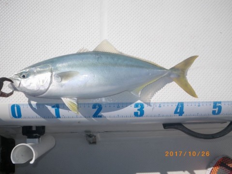 ubykoyaiyh8826new5xu_480_480-1aedf1a1.jpg