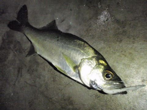 uccbzyecr959ijxtxbay_480_480-21db927a.jpg
