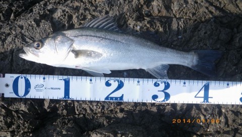 ucn6zivbdoj5nscy4feo_480_480-ccca5f87.jpg