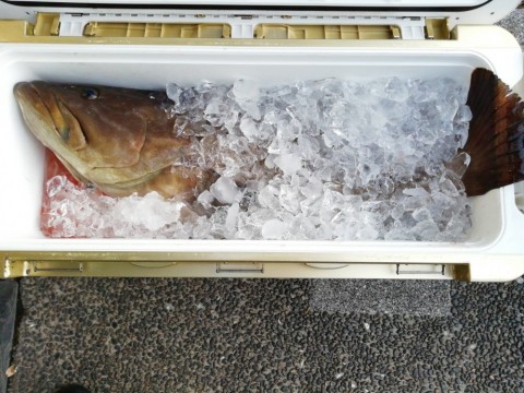 クエ15kg