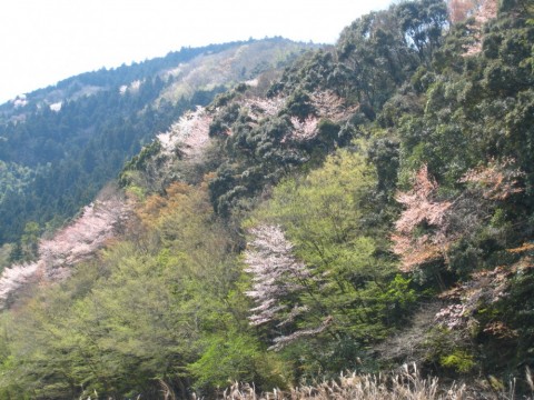 udo664f6idmmktmvuct9_480_480-87c88da7.jpg