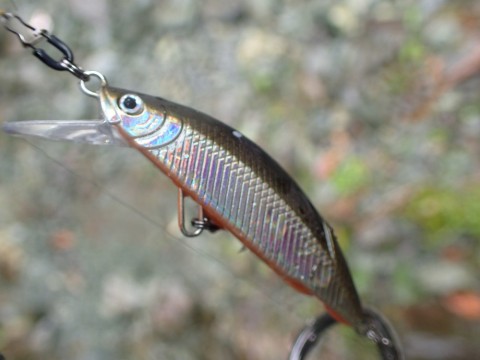 ue5c2jfgpzx6io8dwkbp_480_480-55e62b94.jpg