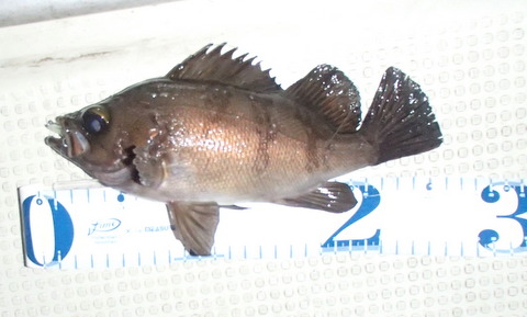 ue6nyp4vjmcm4mbcc5bk-73521f6a.jpg