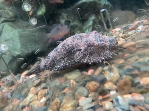 ue9eonh9ckmhmokrhc3d_480_360-1f643bb8.jpg