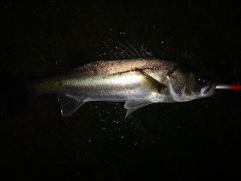 uegfeojmmjj9iny62rzw_480_480-f102f936.jpg