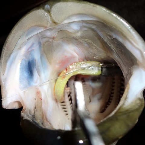 ueu6ef236wvhdnppotjo_920_920-010a939b.jpg