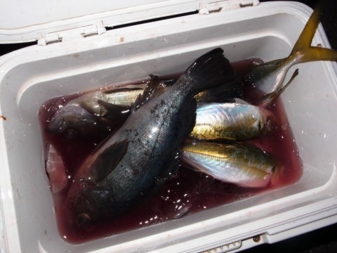 ueuodfjumpm6wmddg82s_480_480-1e9239b0.jpg