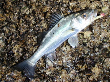 uf82j8gfnp379fmysiry-517cc4be.jpg