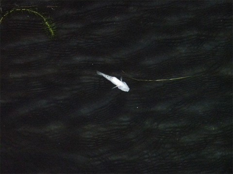 ufLm2FkdLDKa8doP2kRw_480_480-91578513.jpg