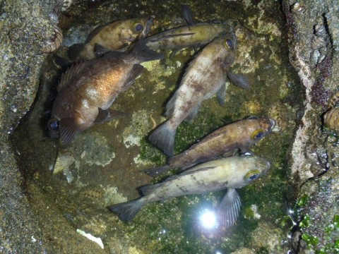 ufncpid2tad7ahnxvc6a_920_690-1790718e.jpg
