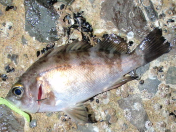 ug5egf8mcp9c5jni98rw-16de372c.jpg