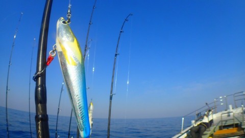 ug678cjo4e8gazhb8gfn_480_480-418578d9.jpg