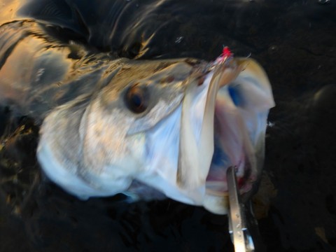 uge9d3e8t7wgfnnmfi7c_480_480-c1208886.jpg