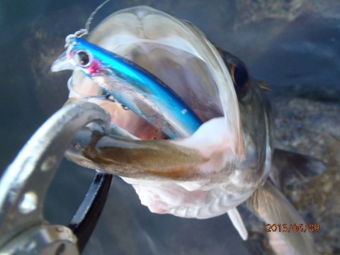 ugf4en4v8e6jy2b7cr2s_480_480-cc66b74a.jpg