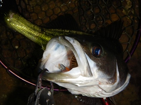 ugf9pupbpy3hx92x5rjf_480_480-c9992404.jpg